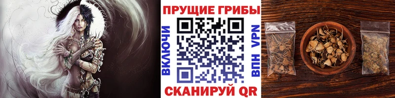 Псилоцибиновые грибы Psilocybe где продают наркотики Электроугли